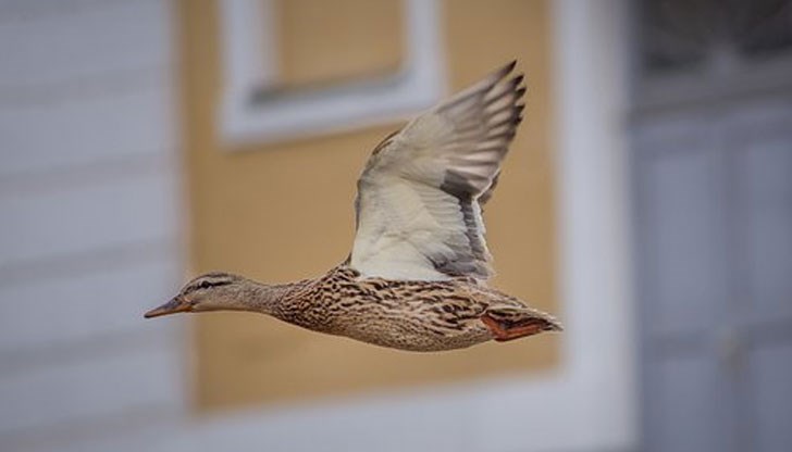 Градските власти са в чудо, тъй като не знаят къде да изпратят фиша за глобата Градските власти са в чудо, тъй като не знаят къде да изпратят фиша за глобата