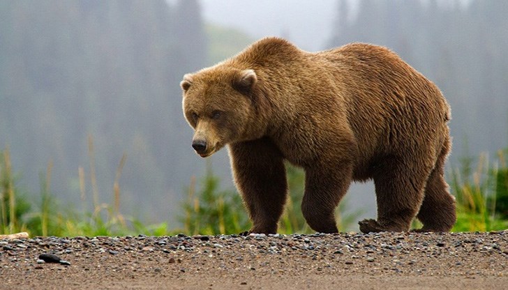 Кафява мечка може да бъде обстреляна само, ако нанася прекалено много щети