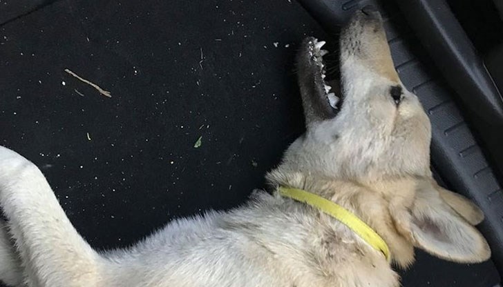 Животното е ударено от кола, чийто шофьор очевидно не е счел за нужно да спре