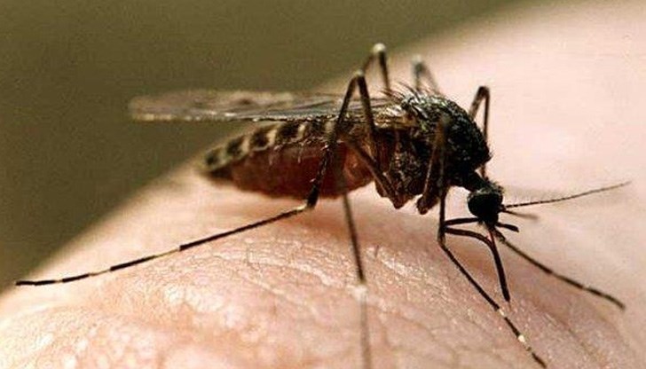 Приемът на този витамин прави миризмата ни "омайваща" за комарите