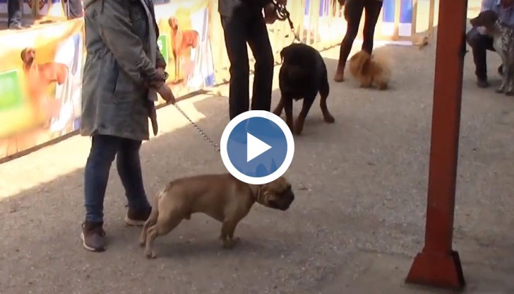 В изложбата се включиха над 150 кучета от Украйна, Молдова, Холандия, Румъния и Сърбия