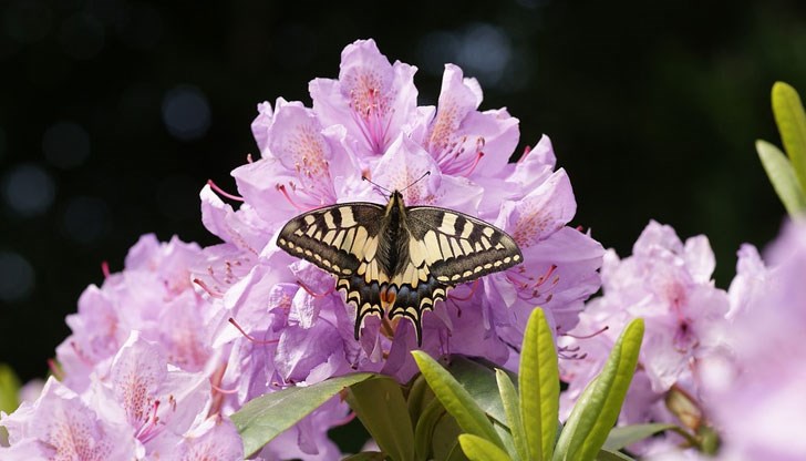 Виж месечния хороскоп за всички зодии Виж месечния хороскоп за всички зодии
