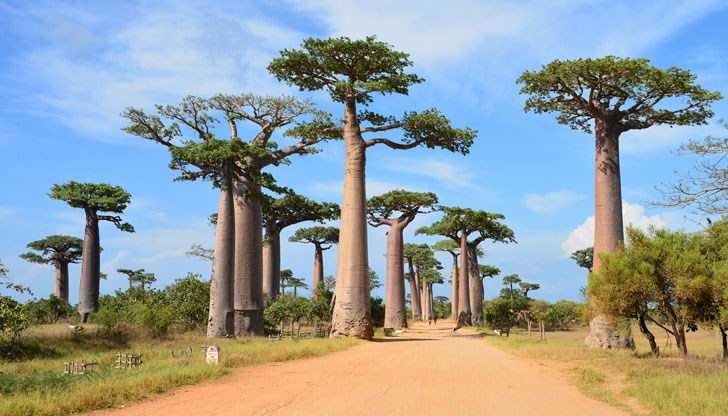 Понякога дори и повалени дървета продължават да растат и да дават плодове Понякога дори и повалени дървета продължават да растат и да дават плодове
