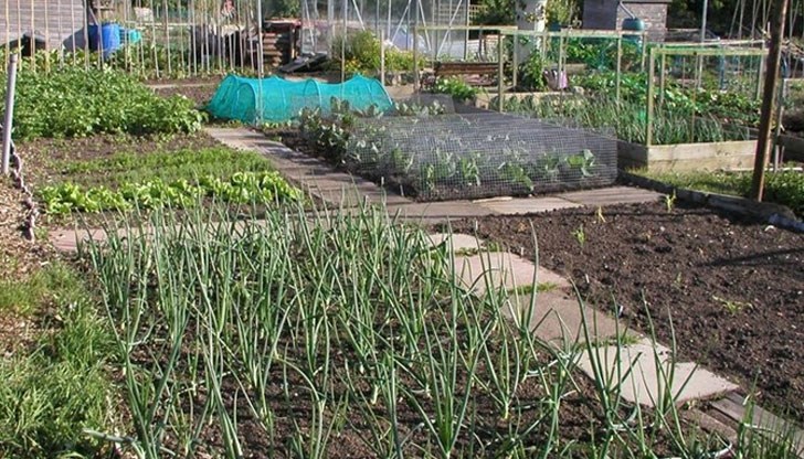 Вижте какво да направите и кои растения да държите по-далеч едно от друго