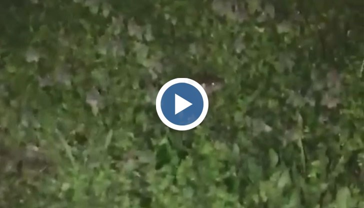 Големи пъхове плъзнаха по улиците на града