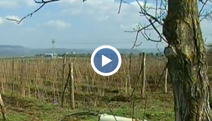 Предстои поредна слаба реколта