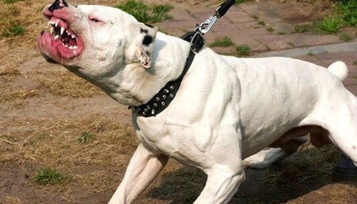 Трябва закон за евтаназия на бездомните песове, какво е в съседна Румъния Трябва закон за евтаназия на бездомните песове, какво е в съседна Румъния