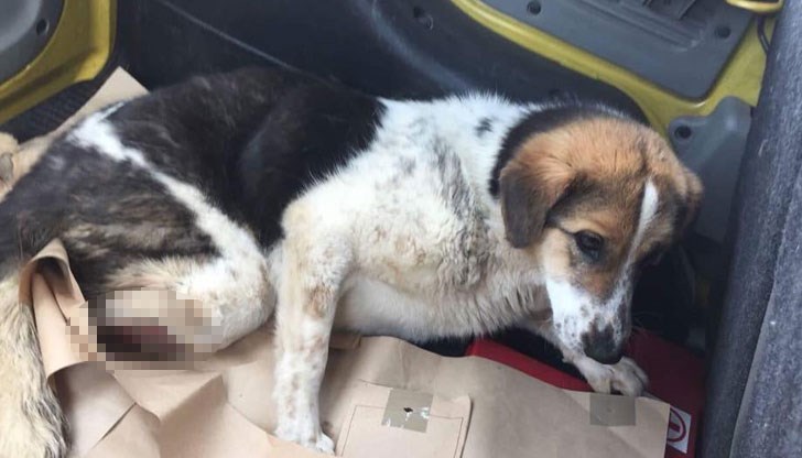 Кучето се бори за оцеляването си