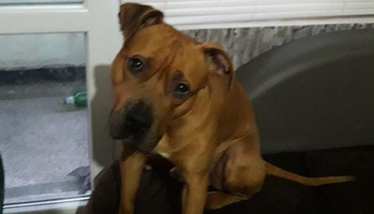 Собственикът моли, ако някои има информация, да се обади на тел. 0897367821