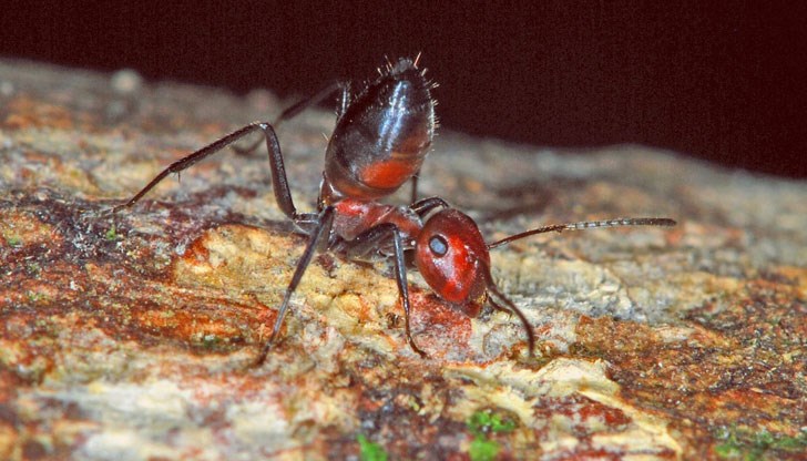 Странните мравки бяха открити в малката държава Бруней