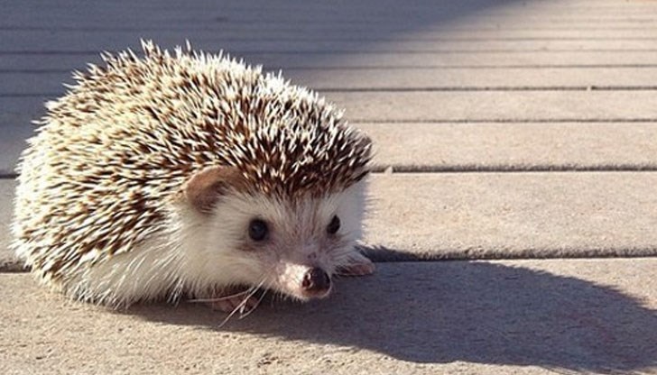 Пешеходец е бил блъснат снощи в столицата, докато се опитвал да премести животното, за да не го смачка някой