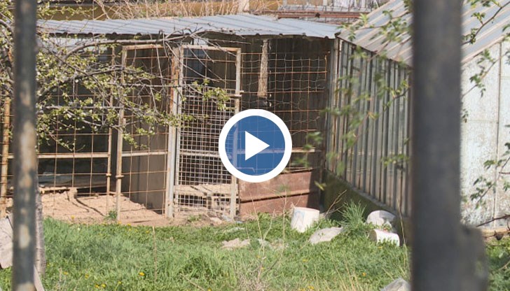 Животните са държани вързани на синджири