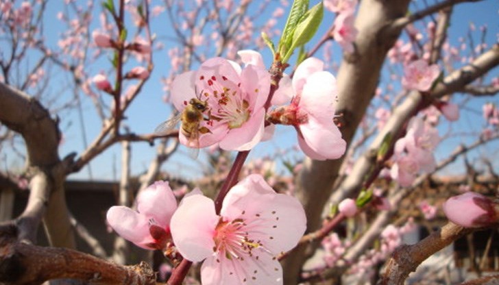 Под цъфналото дръвче се намира спасението за стотици граждани