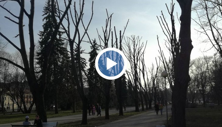 Дървата не се добиват само за отопление за гетата, но и се продават