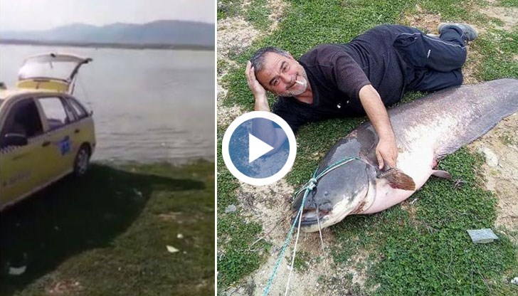 Шофьорът закачил директно на теглича на таксито си едрия екземпляр