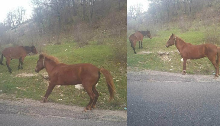 Конете са предпоставка за пътно-транспортно произшествие, но в същото време гледката е потискаща