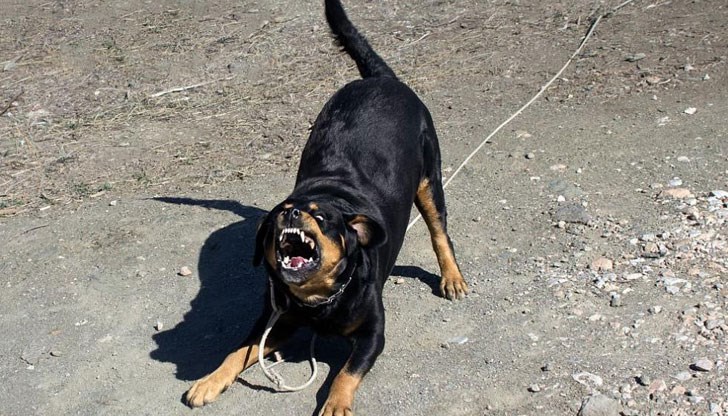 Безпризорният звяр се намъкнал в училищния двор, докато децата били в междучасие Безпризорният звяр се намъкнал в училищния двор, докато децата били в междучасие