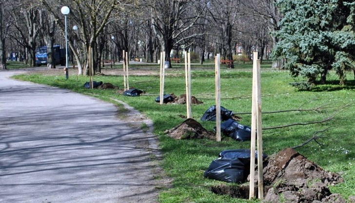 Яворовите фиданки бяха засадени в алеята между Тенис клуб „Приста“ и църквата „Всех Святих“ Яворовите фиданки бяха засадени в алеята между Тенис клуб „Приста“ и църквата „Всех Святих“
