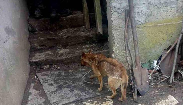 11 животни са отглеждани в мизерия, без вода и хранени с трици