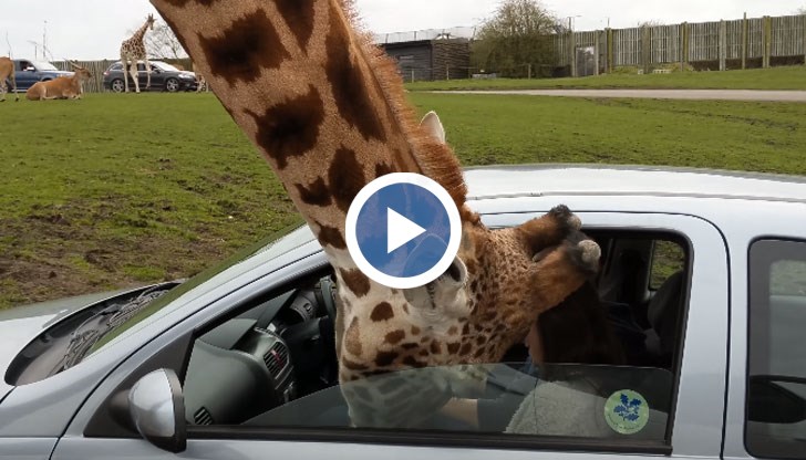 На кадри, заснети по време на инцидента, може да се види как жирафът се провира през отворения прозорец