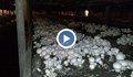 Идва краят на гъбопроизводството в село Красен