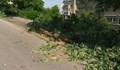 Тролейбус изкорени дърво в квартал "Дружба"