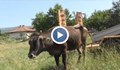 Крава премина незаконно сръбската граница