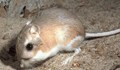 Откриха кенгурови мишки, смятани за изчезнали преди 30 години