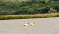 Излюпиха се първите розови пеликанчета в резервата „Сребърна“