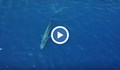 Син кит се появи в Червено море