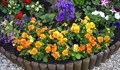 Конкурс „Моята пролетна цветна градинка” в Сливо поле