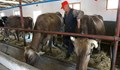 Говедар става защитена професия