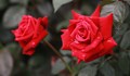 Учени разгадаха "бодливите" тайни на розата