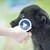 500 кучета чакат своите осиновители в Русе