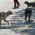 Бездомните кучета в Русе били намалели 7 пъти