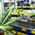Lidl започна да продава канабис