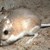 Откриха кенгурови мишки, смятани за изчезнали преди 30 години