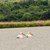 Излюпиха се първите розови пеликанчета в резервата „Сребърна“