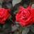 Учени разгадаха "бодливите" тайни на розата