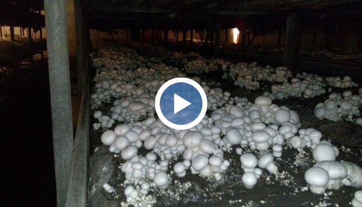 Уникалният по рода си Фестивал на гъбата в русенското село може да е за последна година