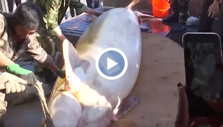 Есетрата е с тегло 514 килограма и дължина 3.59 метра