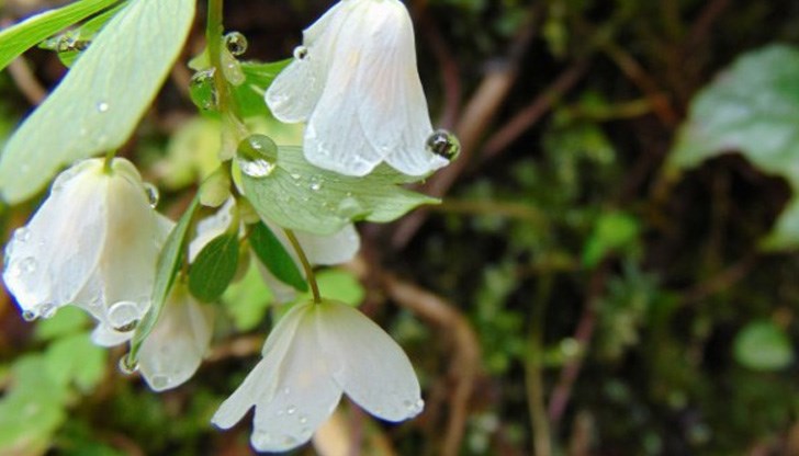 Месецът започва с дъжд и градушки, градусите се покачват през второто десетдневие Месецът започва с дъжд и градушки, градусите се покачват през второто десетдневие