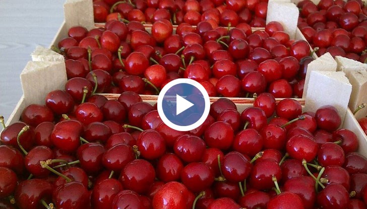 Снимки на „златните” плодове стана хит в социалните мрежи, но проверка установи друго