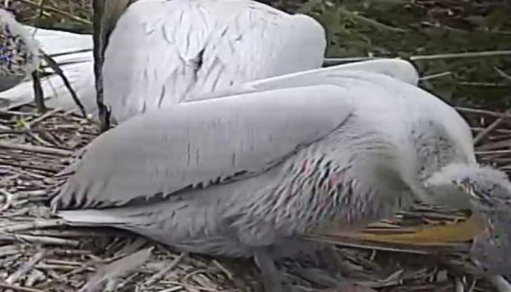 Първоначално с поколение се сдобиха птиците на наколните платформи, но малки има и в гнездата, изградени на тръстиковия остров