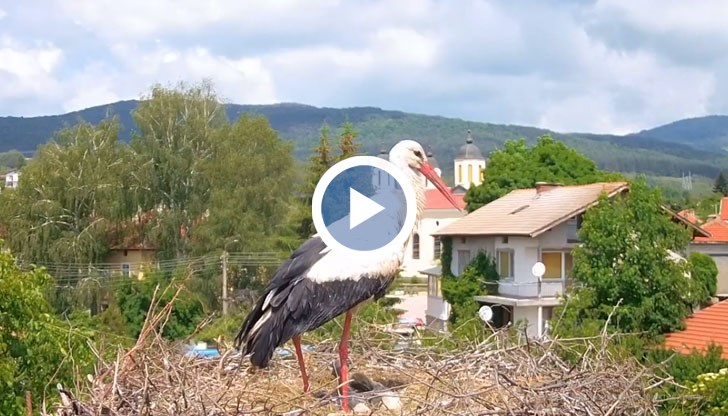 Можете да проследите на живо животът на семейството щъркели