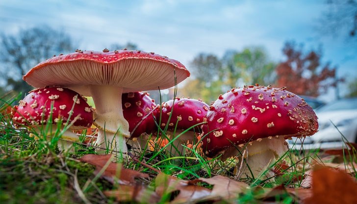 Здравко издъхва в болницата от тежка чернодробна недостатъчност