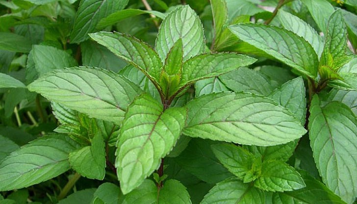 Комарите са истинска напаст през лятото, ето как да се отървете от тях