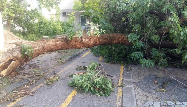 Буря като тази в Плевен се случва веднъж на 5-6 години Буря като тази в Плевен се случва веднъж на 5-6 години