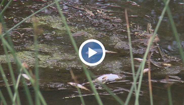 Стотици измрели риби изплуваха в реката