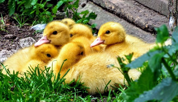 Служителите на реда се отзовали на сигнал, че няколко патенца са паднали в канал, а майка им чака безпомощно наблизо Служителите на реда се отзовали на сигнал, че няколко патенца са паднали в канал, а майка им чака безпомощно наблизо